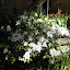 Azalea - white in backyard