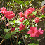 Azalea - pink in backyard