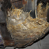 IMG_4769.JPG