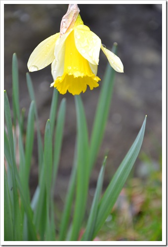 daffodil