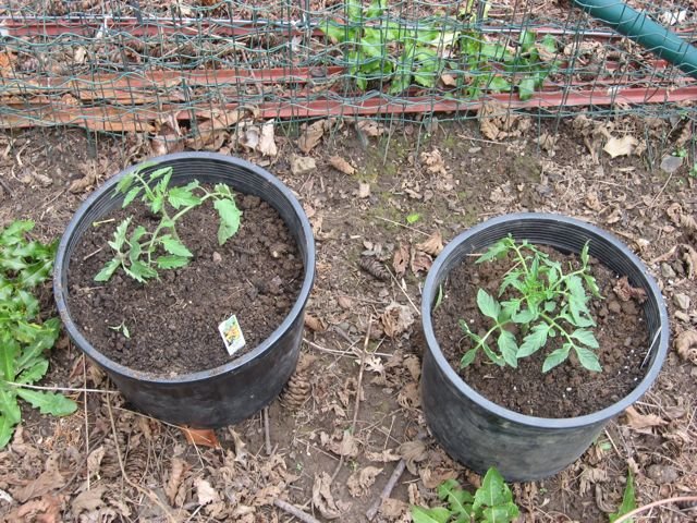[garden+3.jpg]