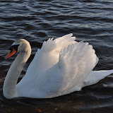 DSC_0123.JPG