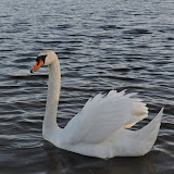 DSC_0184.JPG