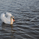 DSC_0211.JPG