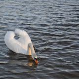 DSC_0212.JPG