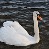 DSC_0217.JPG