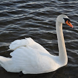 DSC_0221.JPG