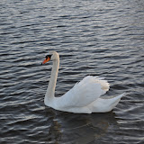 DSC_0227.JPG