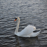 DSC_0228.JPG