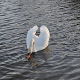 DSC_0230.JPG