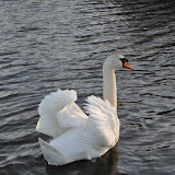 DSC_0240.JPG