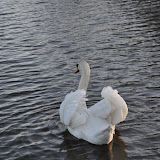 DSC_0242.JPG