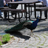 DSC_0003.JPG