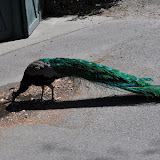 DSC_0006.JPG