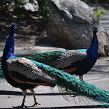 DSC_0046.JPG