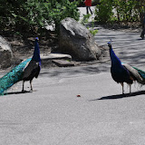 DSC_0050.JPG