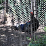DSC_0238.JPG
