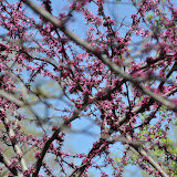 DSC_0248.JPG