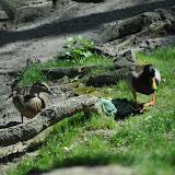 DSC_0223.JPG