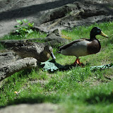 DSC_0225.JPG