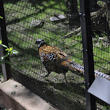 DSC_0234.JPG