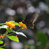 DSC_0271.JPG