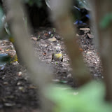 DSC_0279.JPG
