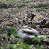 DSC_0319.JPG