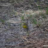 DSC_0529.JPG