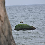 DSC_0710.JPG