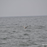 DSC_0586.JPG