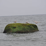 DSC_0615.JPG