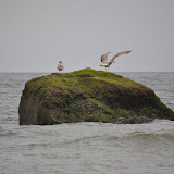 DSC_0627.JPG