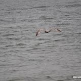 DSC_0631.JPG