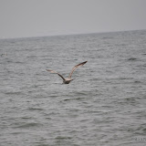 DSC_0629.JPG