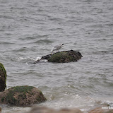 DSC_0650.JPG