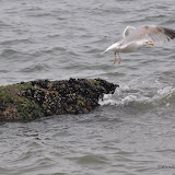 DSC_0681.JPG