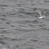 DSC_0682.JPG