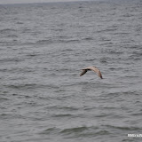 DSC_0767.JPG