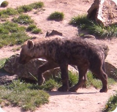 ZOO LE 04-2009-08