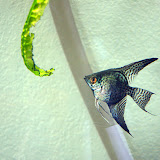 Patty's Fish
