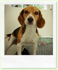 chipper 1000pix