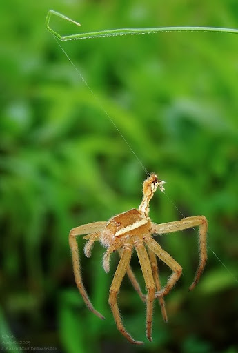 moult