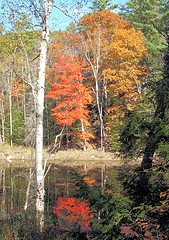 [Pond reflection in Bowdoinham[4].jpg]