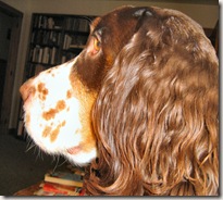 A smooth head and curly ears A smooth head and curly ears
