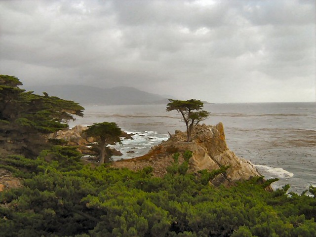 [Lone Cypress[2].jpg]