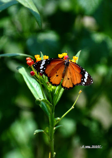 http://lh6.ggpht.com/_Et67SXrbHUs/TFLeusrBbhI/AAAAAAAACUY/QbuSMCCaeJI/s512/P_DSC_0968_1.jpg