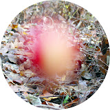 Rodney Thoms Inverse Scotomaunmanipulated photo7 inverse_scotoma.jpg