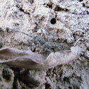 Grass Spider