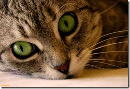 green-cat-eyes-1